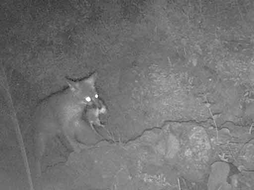 Fox on illegal alien trail