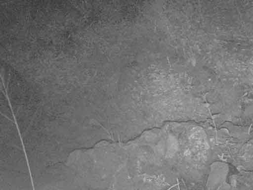 Fox on illegal alien trail